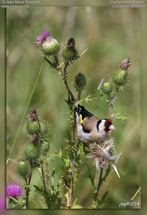 European Goldfinch