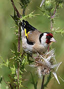 European Goldfinch