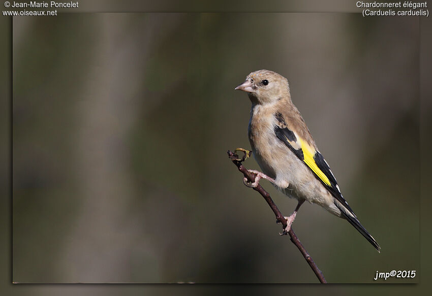 European Goldfinch