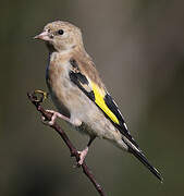 European Goldfinch