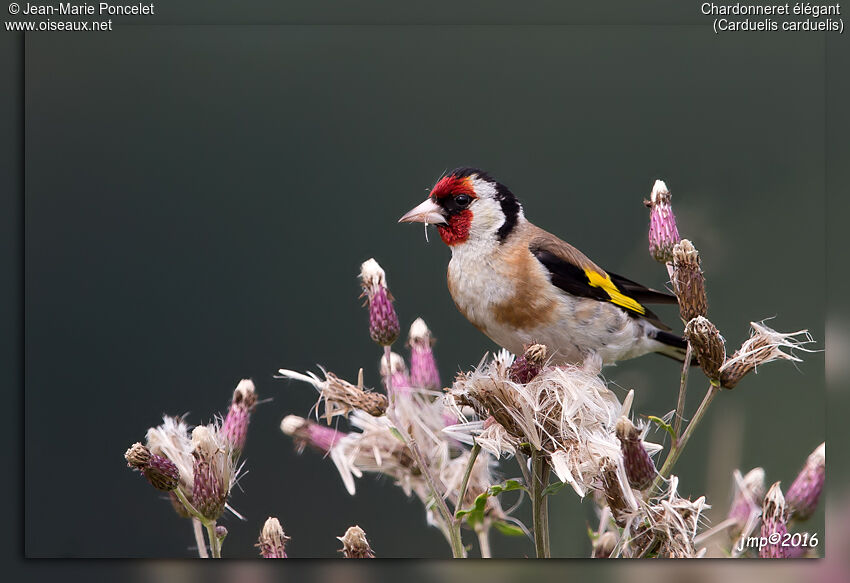 European Goldfinch