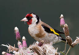 European Goldfinch