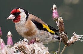 European Goldfinch