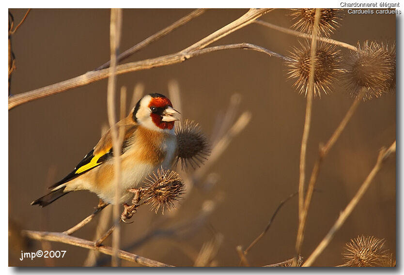 European Goldfinch