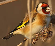 European Goldfinch