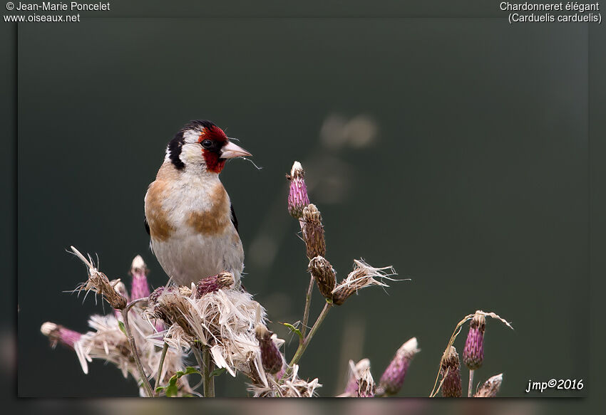 European Goldfinch