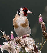 Chardonneret élégant