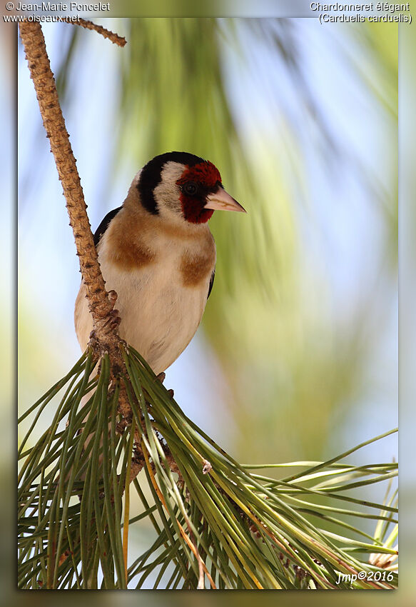 European Goldfinch