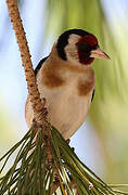 European Goldfinch