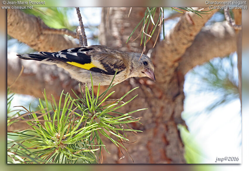 European Goldfinchjuvenile