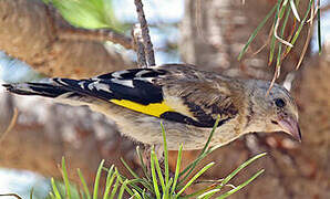 European Goldfinch