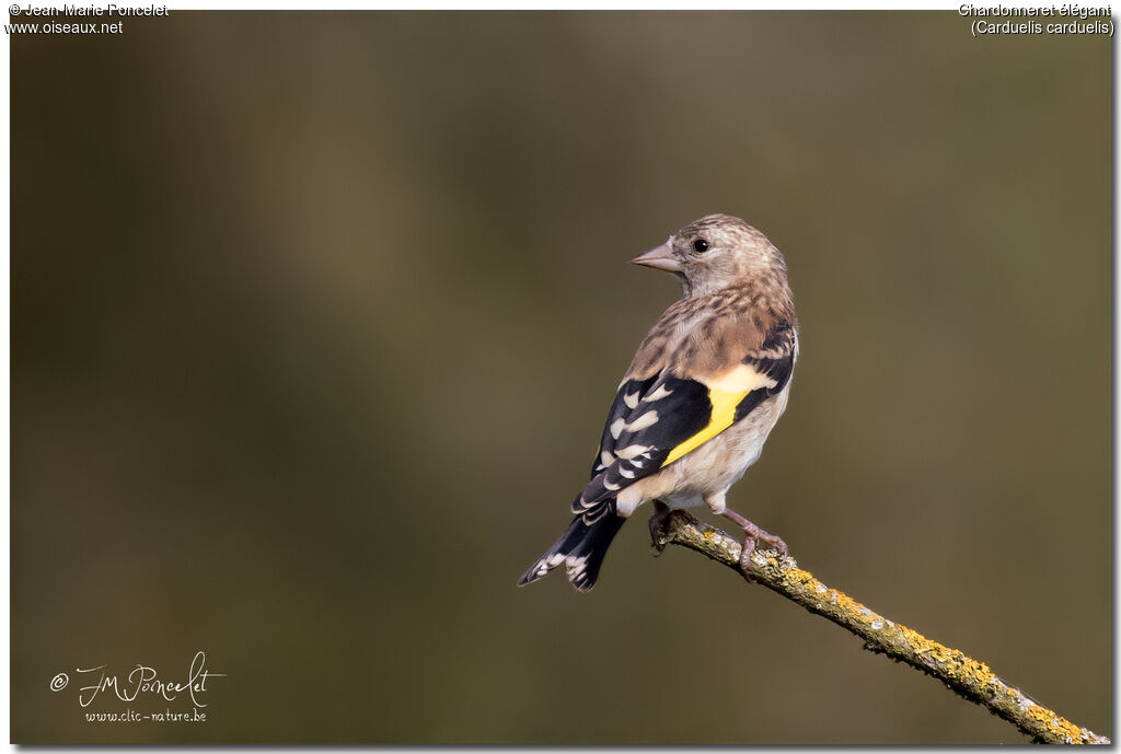 European Goldfinchjuvenile