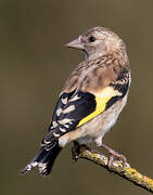 European Goldfinch