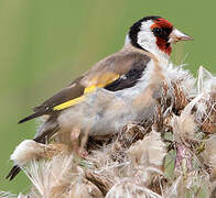 European Goldfinch