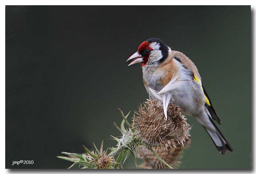 European Goldfinch