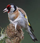 European Goldfinch