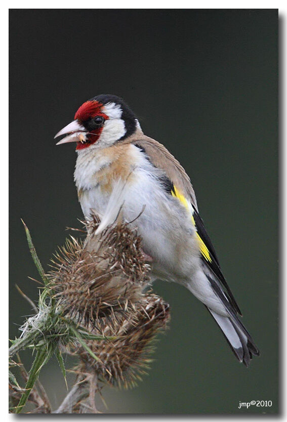 Chardonneret élégant