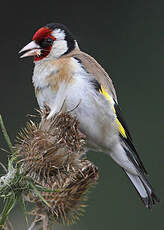 Chardonneret élégant