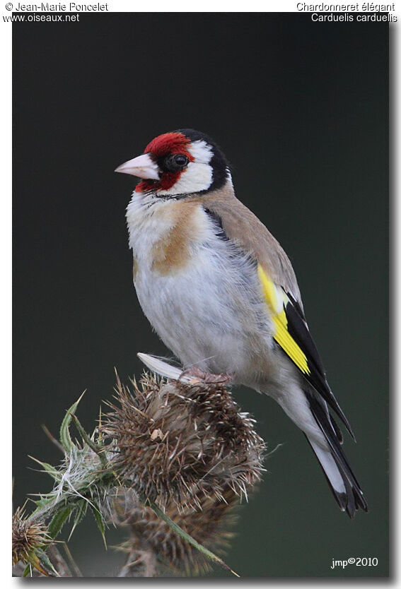 European Goldfinch