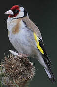 European Goldfinch