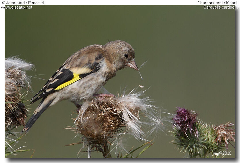 European Goldfinch