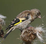 European Goldfinch