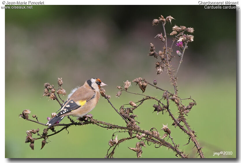 European Goldfinch