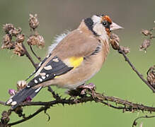 Chardonneret élégant