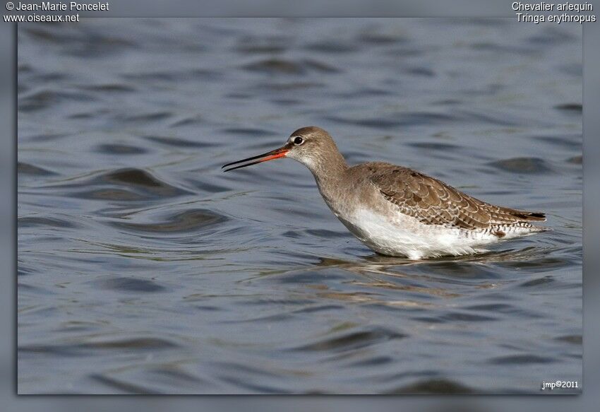 Spotted Redshank