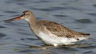 Spotted Redshank