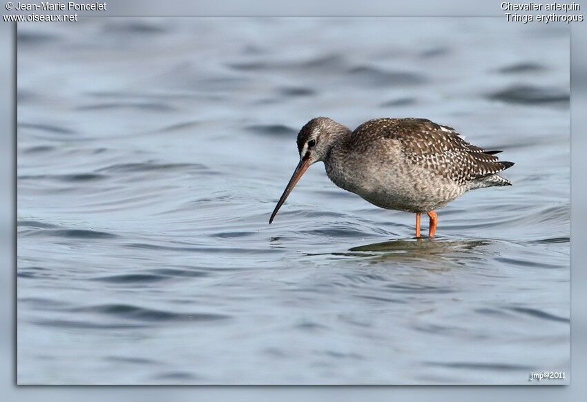 Spotted Redshank