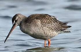 Spotted Redshank