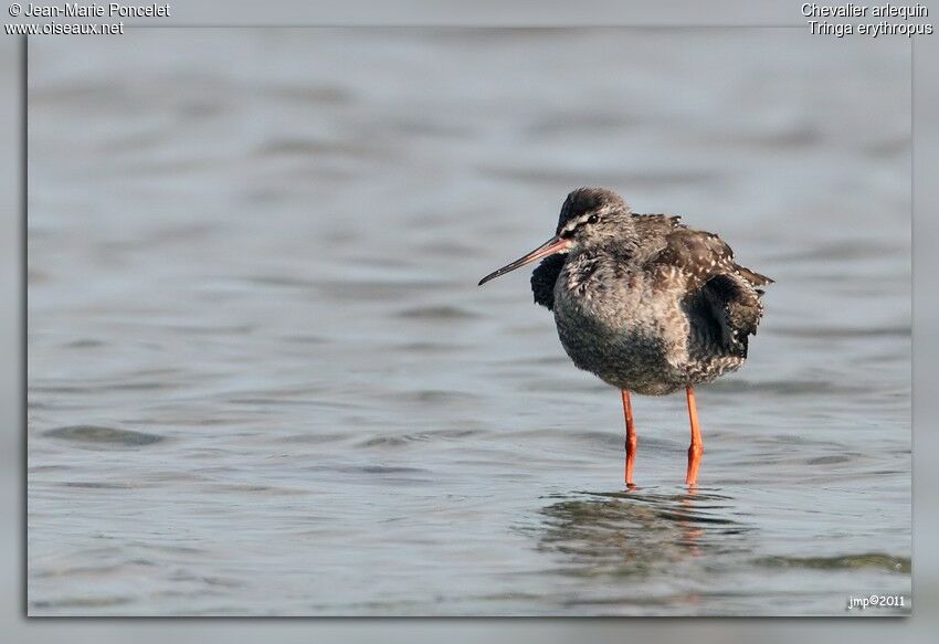 Spotted Redshank