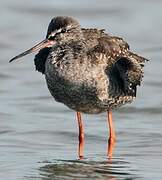 Spotted Redshank