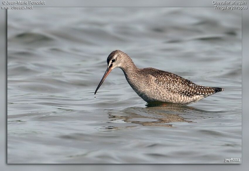 Spotted Redshank