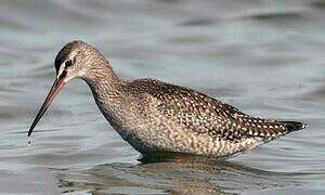 Spotted Redshank