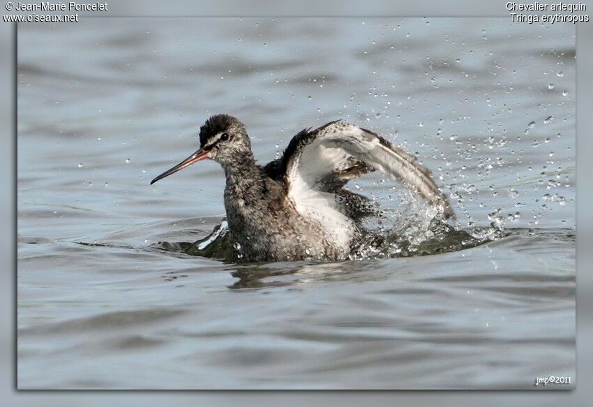 Spotted Redshank