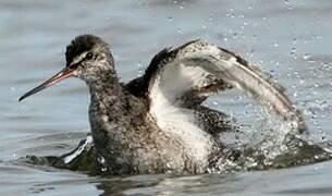 Spotted Redshank