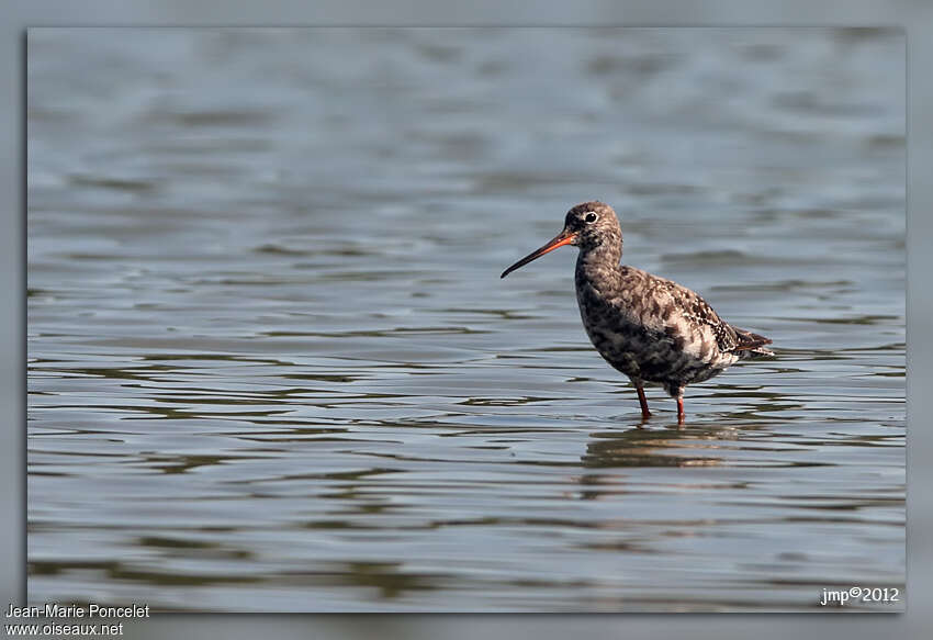 Spotted Redshankadult transition, identification