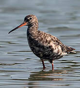 Spotted Redshank