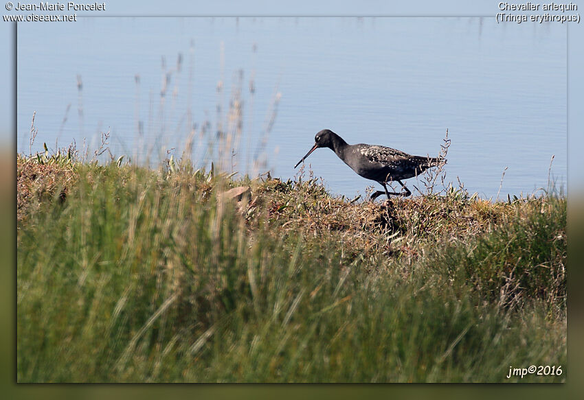 Spotted Redshank