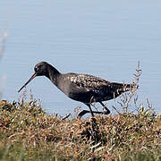 Spotted Redshank