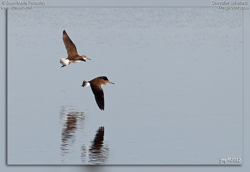 Green Sandpiper