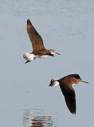 Green Sandpiper