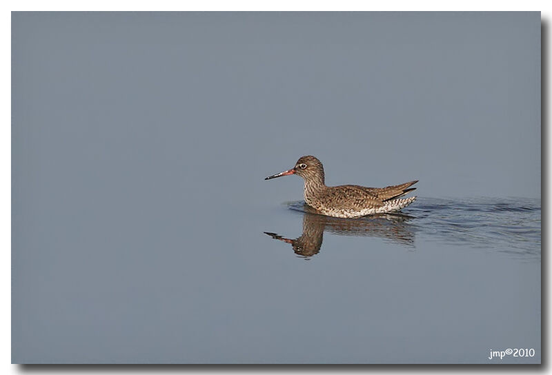 Common Redshank
