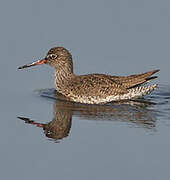 Common Redshank