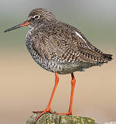 Common Redshank