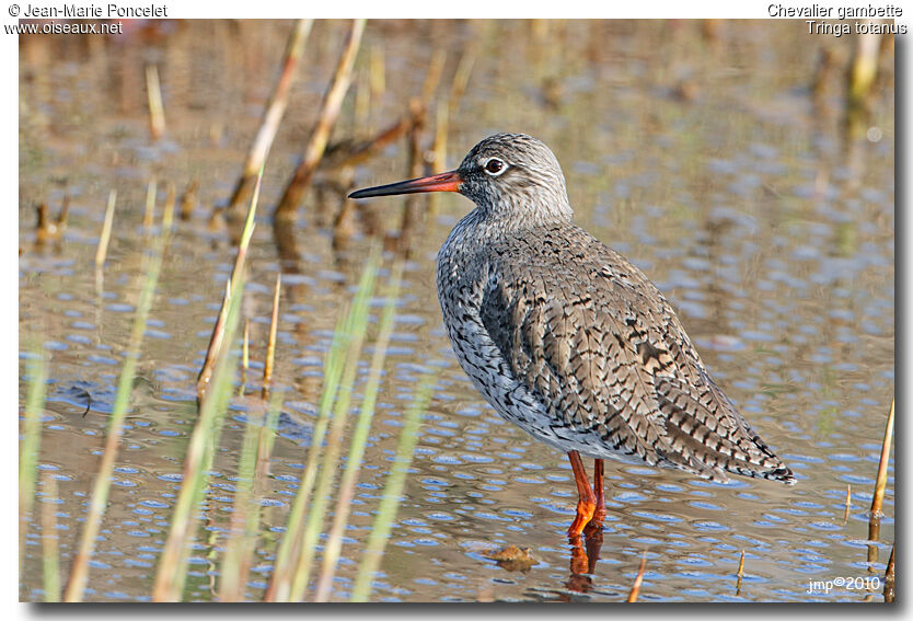 Common Redshank