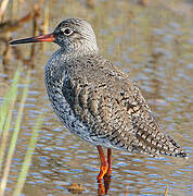 Common Redshank