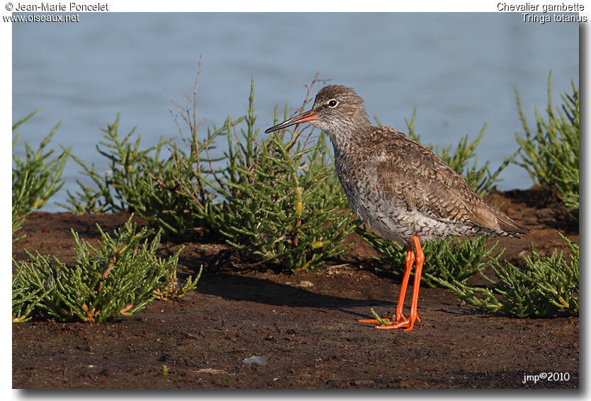 Common Redshank